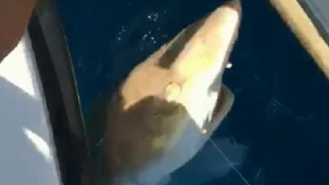 Oltasına Köpek Balığı Takıldı Ne Yapacağını Şaşırdı