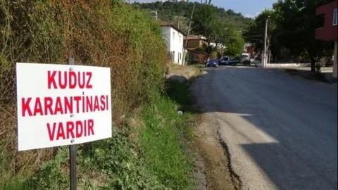 Mersin'de Bir Mahalle Kuduz Salgını Tehlikesinden Karantinaya Alındı