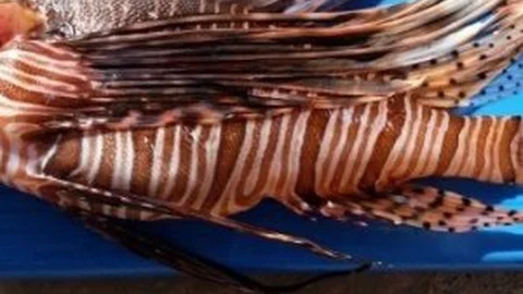 Türkiye Denizlerinde Zehirli Balık Ortaya Çıktı