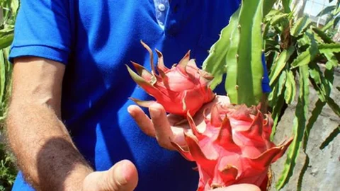 Mersin Tropikal Meyve Merkezi Olacak