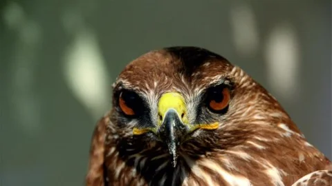 Mersin'de Zehirlenen Şahin Tedavi Altına Alındı