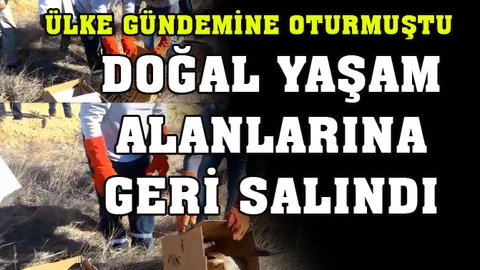 Tedavisi Yapılan Yaban Hayvanları Yaşam Ortamlarına Salındı!