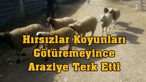 Hırsızlar Koyunları Götüremeyince Araziye Terk Ettiler