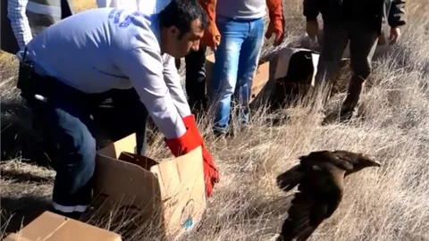 Mersin'de Tedavisi Yapılan Hayvanlar Doğaya Bırakıldı
