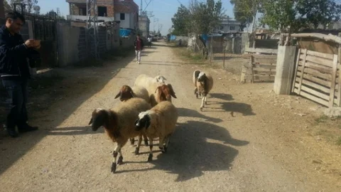 Mersin'de Çalınan Koyunlar Jandarma Tarafından Bulundu