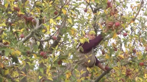 Mersin'de Elma İşçisi Kadınların Zor Yaşamı
