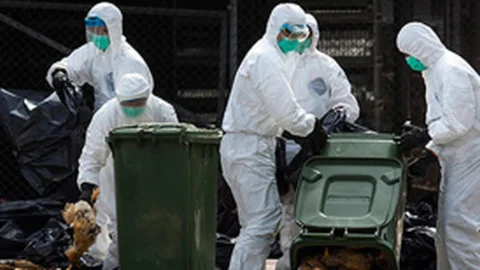 Kuş Gribi Yeniden Ortaya Çıktı!