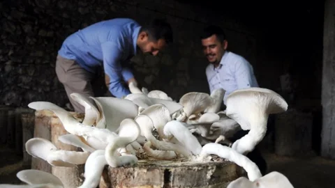 Mersin'de Günde 15 Dakika Çalışarak Yılda 30 Bin Lira Kazanacaklar