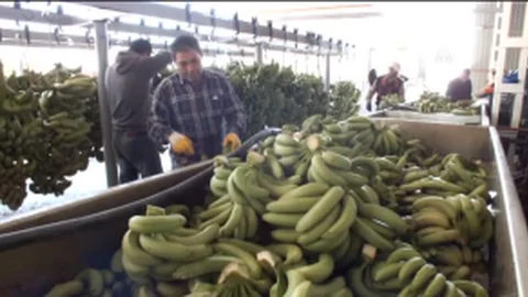 Mersin'de Domates Arazileri Muz Seralarına Dönüştürüldü Çiftçinin Yüzü Güldü
