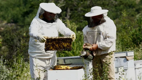 Mersin'de Bal Üreticilerine Destek Gelecek