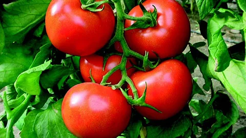 Domates Hem Antalya!'da Hem Rusya'da Krize Neden Oldu