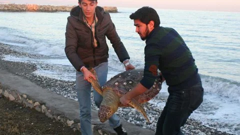 Mersin'de Sahile 50 Kiloluk Ölü Caretta Kaplumbağası Vurdu