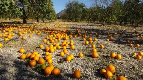 Fırtına Mersin'de 10 Milyon TL Zarara Neden Oldu