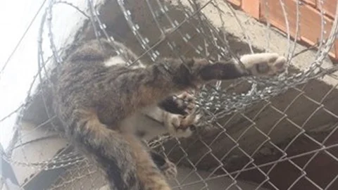 Mersin'de Dikenli Tellere Takılan Kedi Kurtarıldı