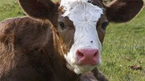 Konya'da Kestiği Dananın Midesinden Bir Poşet Para Çıktı