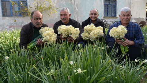 Mersin'in Gelir Kaynakları Arasında Nergis Yerini Aldı