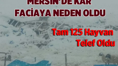 Mersin'de Kardan Dolayı 2 Çatı Çöktü: 125 Küçükbaş Hayvan Telef Oldu 