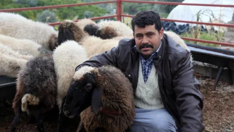 Mersin'de Şüpheli Bir Minibüsten Çalıntı 57 Küçükbaş Hayvan Çıktı