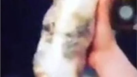 Yavru Kediyi Koli Bandına Sarıp İşkence Ettiler