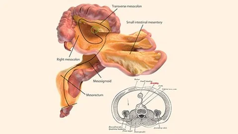 İNSAN VÜCUDUNDA YENİ ORGAN KEŞFEDİLDİ