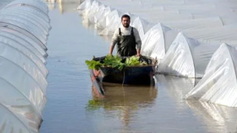 Mersin'de Sel Altında Kalan Seralarda Sandallarla Hasat Yapıldı