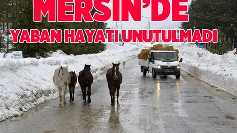 Mersin'de Yaban Hayatı İçin Doğaya Yem Bırakıldı