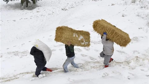 BÜYÜKŞEHİR YABANİ HAYVANLARI DA UNUTMADI