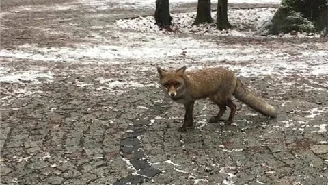 Kar Yağınca İstanbul'a Tilki İndi