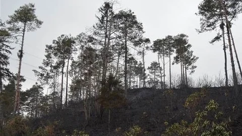 Trabzon Sürmene'deki Orman Yangını Söndürüldü Ancak Manzara İçler Acısı