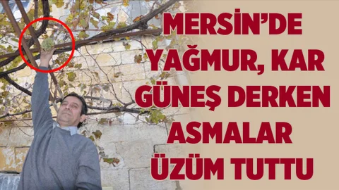 Mersin'de Ocak Ayında Dalında Üzüm