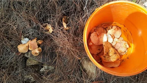 SEZONUN İLK MANTARI ÇIKTI