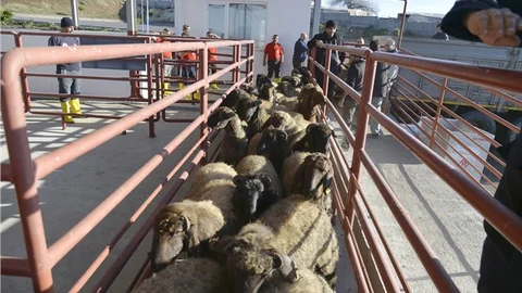 YAKAKÖY MEZBAHASI HİZMETE AÇILDI