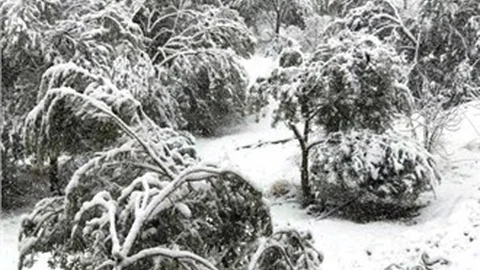 Mersin'de 20 Yıl Sonra Yağan Kar 400 Bin Zeytin Ağacına Zarar Verdi