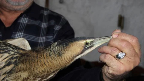 Nesli Tükenen Yaralı Kuşa Mersinliler'den Şefkat Eli Geldi