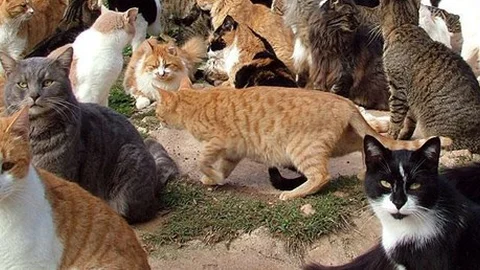 Kediler Kuş Gribinden Dolayı Karantinaya Alındı