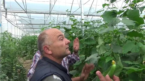 SALATALIK FİYATLARINDAKİ SERT DÜŞÜŞ ÜRETİCİYİ VURDU