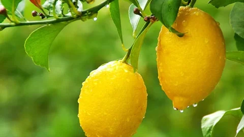 LİMON FİYATLARI ARTTI