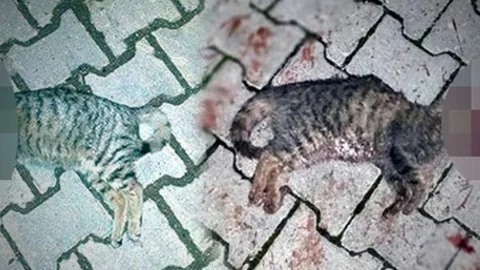 İki Kediyi Başlarına Sert Cisim Vurarak Öldürdüler