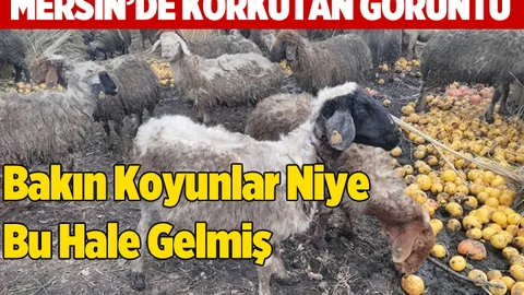 Küçükbaş Hayvanlar Açlık ve Bakımsızlıktan Ölümün Kıyısına Gelmiş