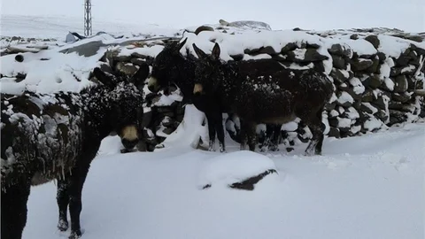 SOĞUK HAVADA DIŞARIDA KALAN EŞEKLER DONDU