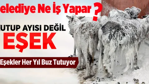 Her Yıl Olduğu Gibi Eşekler Yine Buz Tuttu