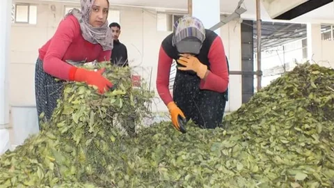 Mersin'de ABD ve Çin'e Yeşil Altın İhracatı