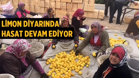 LİMON DİYARINDA HASAT DEVAM EDİYOR