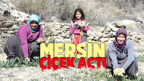Mersin’de Nergis Hasadı Bereketleniyor, Çiftçinin Yüzü Gülüyor