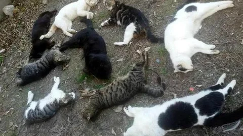 Alanya'da 30 kedi katledildi