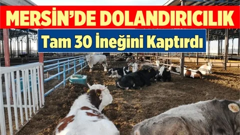 Mersin'de Bir Besici 30 İneğini Dolandırıcılara Kaptırdı