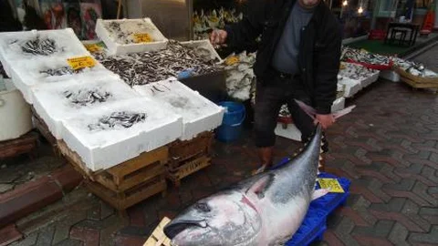 Mersin'de 2 Metre Boyunda Ton Balığı Yakalandı