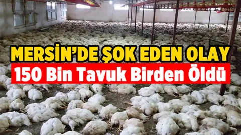 Mersin'de 150 Bin Tavuk Telef Oldu