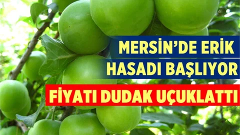 Mersin'de İlk Erik Hasadı Başlıyor