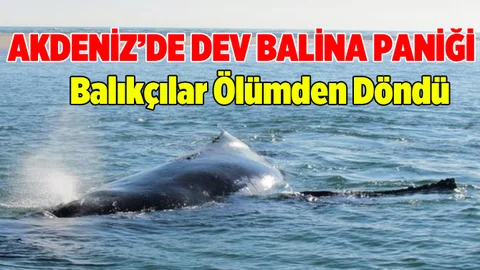 Akdeniz kıyılarında balina paniği